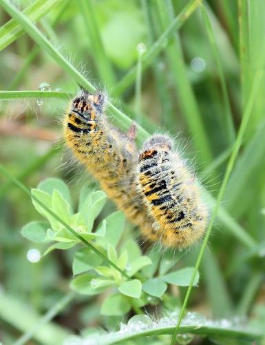 Lasiocampa trifolii